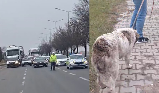 Eskişehir'de yaralı köpek için trafik durduruldu