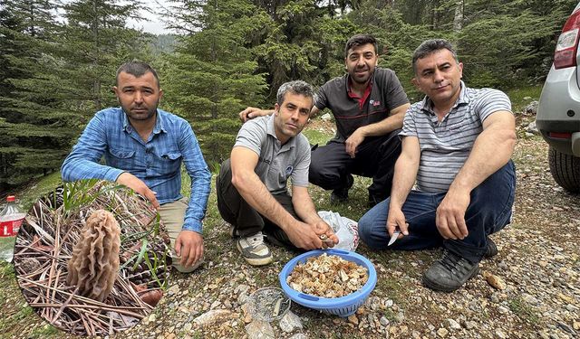Toplaması bir tutku: Torosların bereketi "Kuzugöbeği" mantarı