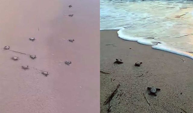 Didim’de 47 yavru caretta caretta denize ulaştı
