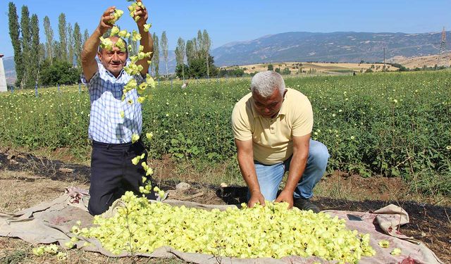 Amasya’nın tescilli bamyasına Afrika’dan rakip çıktı
