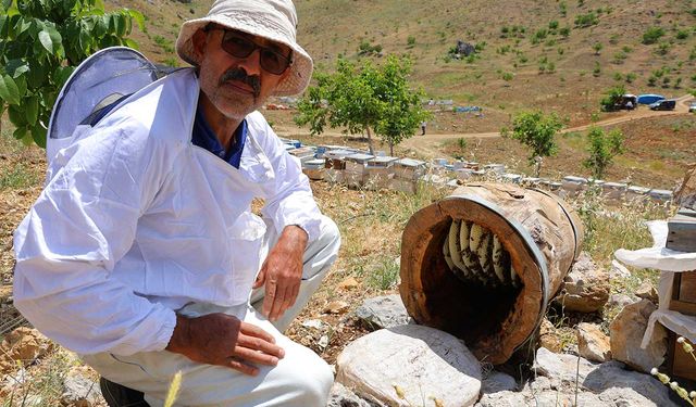 Ağaç kütüğünde doğal bal
