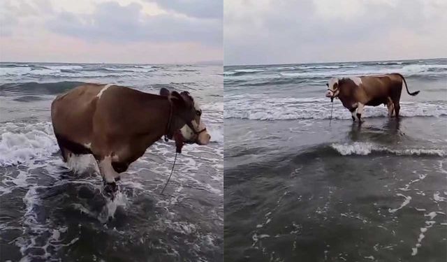 Kavurucu sıcaktan bunalan inek soluğu denizde aldı