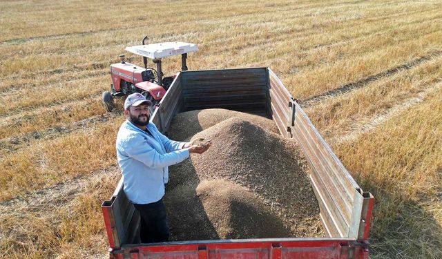 Türkiye'nin maydanoz tohumu ihtiyacının yüzde 75'inin karşılandığı ilçede bereketli hasat başladı