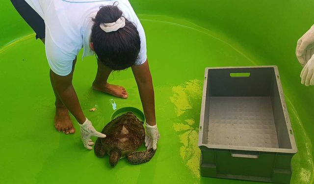 Üzerine file ve çuval dolanıp lenfleri zarar gören Yeşil Deniz Kaplumbağası kurtarıldı