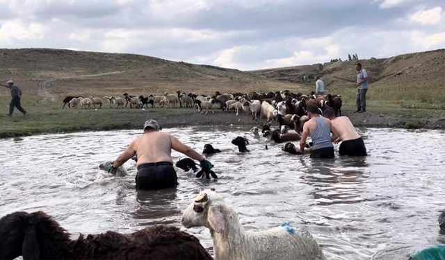 Kars'ta sıcakla mücadele: Sıcaktan etkilenen koyunları derede serinlettiler