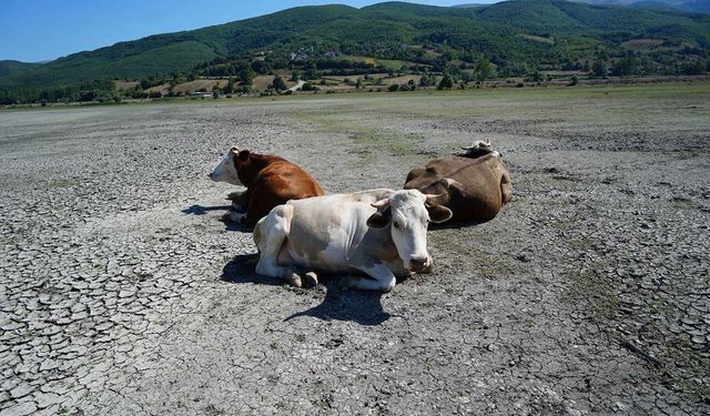 Kuraklığın en acı görüntüsü: Ladik Gölü'nde inekler otlamaya başladı