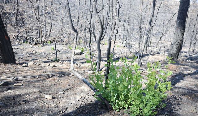 Orman yangınında küle dönen bölgede kendiliğinden fidanlar yeşerdi