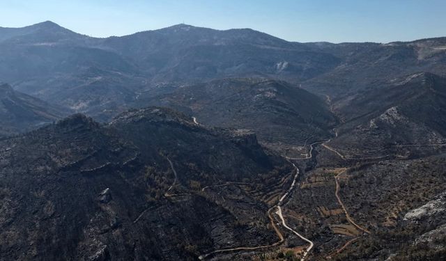 Orman yangınından geriye kalan acı manzara