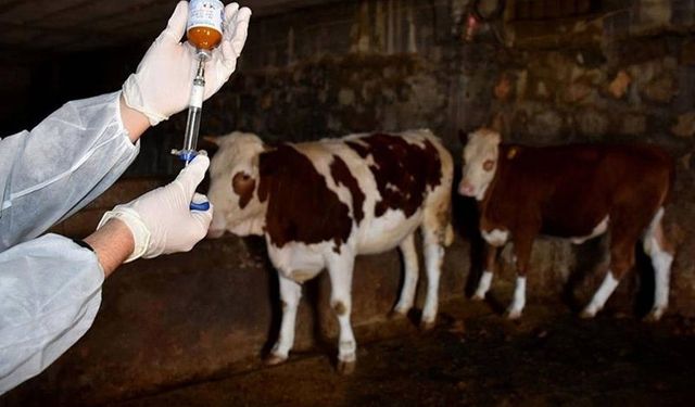 Tarım ve Orman Bakanlığı: "Şap Enstitüsü, 12 milyon 450 bin doz aşıyı sahaya sevk etti"
