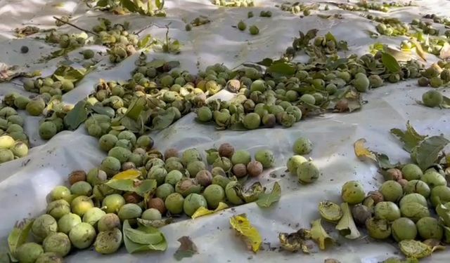 Dünyaca ünlü tescilli Adilcevaz cevizi hasadı başladı