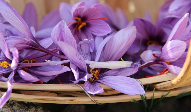 Denemek için ekti, 250 metrekarelik tarlasında dünyanın en pahalı baharatını yetiştirdi