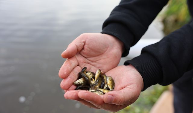 Eskişehir’de Porsuk Çayı’na 5 bin aynalı sazan bırakıldı