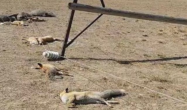 Düşen enerji hattı yaban hayvanlarını öldürdü