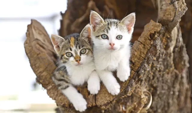 Rüyada kedi görmek ne anlama geliyor?