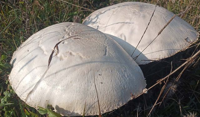 Doğada büyüyen dev mantarlar şaşkına çevirdi