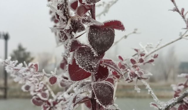 Göle eksi 13 derece, ağaçlar kırağı tuttu