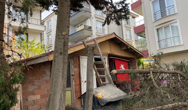 Ağaç budarken düşen vatandaş yaralandı