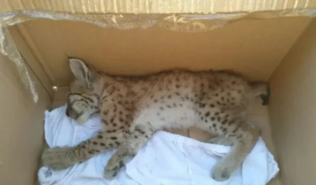 Aracın çarptığı vaşak tedaviye alındı