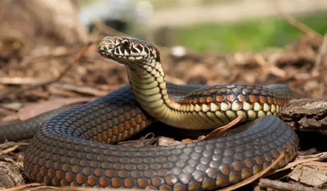 Rüyada yılan görmek ne anlama geliyor?