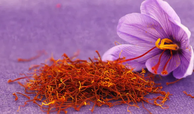 Eskişehir safran üretiminde birincilik yolunda