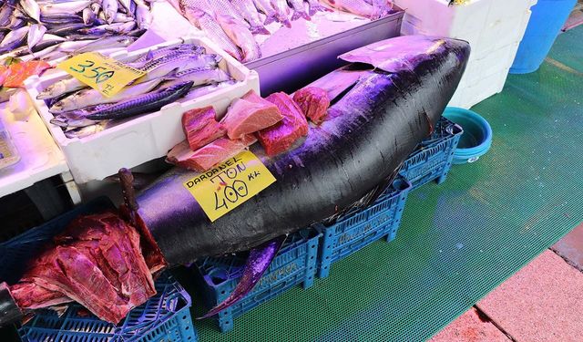 Eskişehir'de 280 kiloluk orkinos vatandaşları hayrete düşürüyor