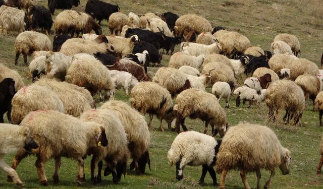 Yunanistan’da yüz binlerce küçükbaş hayvan itlaf edildi