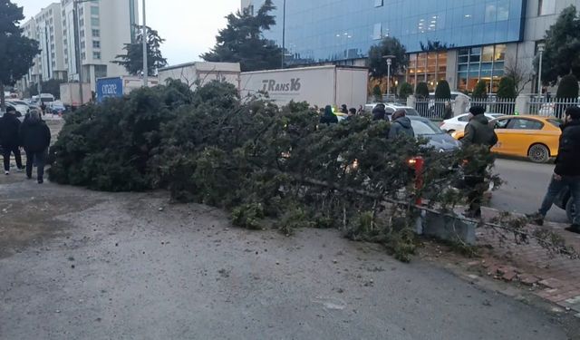 Bahçelievler’de şiddetli rüzgar nedeniyle ağaç devrildi: 1 kişi altında kaldı