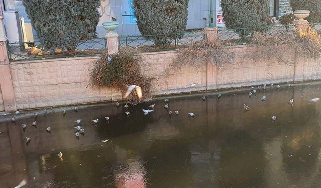 Porsuk dondu, güvercinler üzerinde gezindi