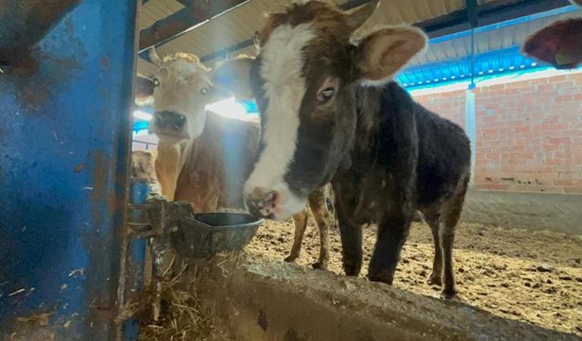 Eskişehir'de uzun yılların en soğuk kışı: Çiftliklerde su dondu, hayvanlar susuz kaldı!