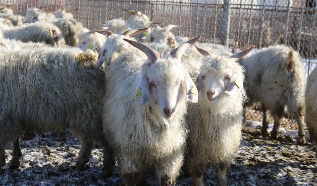 Eskişehir'de nesli tükenme tehlikesi altında olan bin 200 Ankara keçisine gözleri gibi bakıyorlar