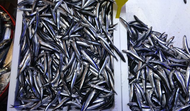 Beklenen Gürcistan hamsisi gelmeyince tezgahlar buzhane hamsisine kaldı