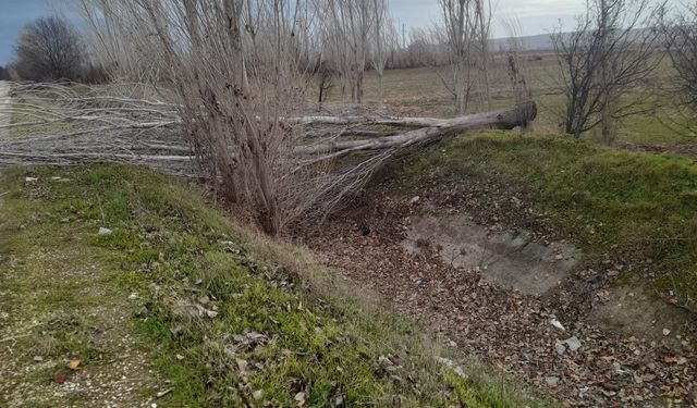 Eskişehir'de şiddetli rüzgar ağaçları devirdi: Yol kapandı!
