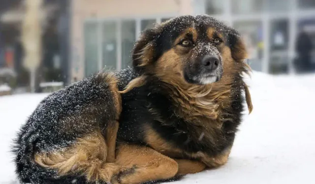 Eskişehir'de sokak hayvanları için seferberlik: Bakım ve sahiplendirme protokolü onaylandı!