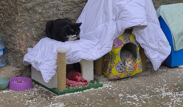 Eskişehir'de hayvanseverlerin ilginç yazısı: "Kediler himayemiz altındadır"