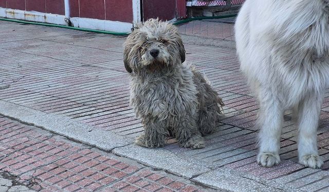 Sanayide tüyleri kirlenen beyaz köpek adeta kapkara oldu