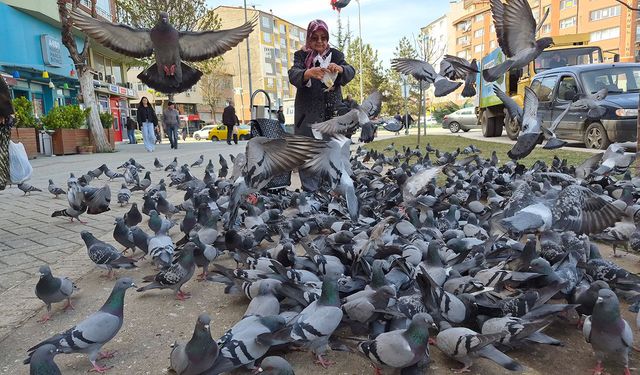 Kuşlara yem dağıtan yaşlı kadın onlarca güvercinin arasında kaldı