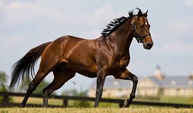 Bozkırda dört nala koşan tarih: Mahmudiye’nin 200 yıllık asil mirası