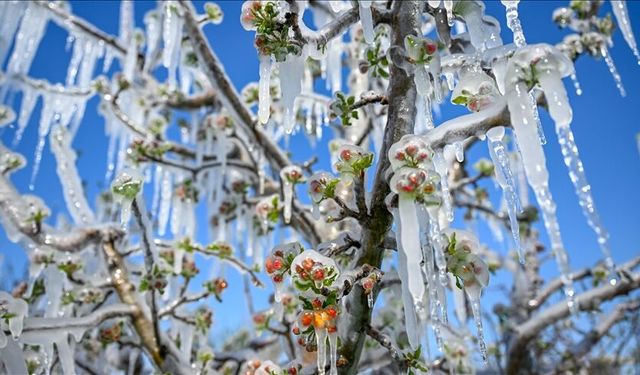 Eskişehir için zirai don uyarısı yapıldı: Çiftçiler dona karşı hangi önlemleri almalı?