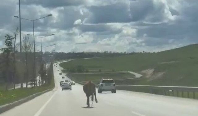 Kaçan kurbanlıklar trafiği birbirine kattı