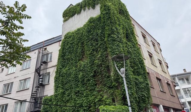 Eskişehir'de dış cepheyi kaplayan sarmaşıklar ilgi odağı oldu