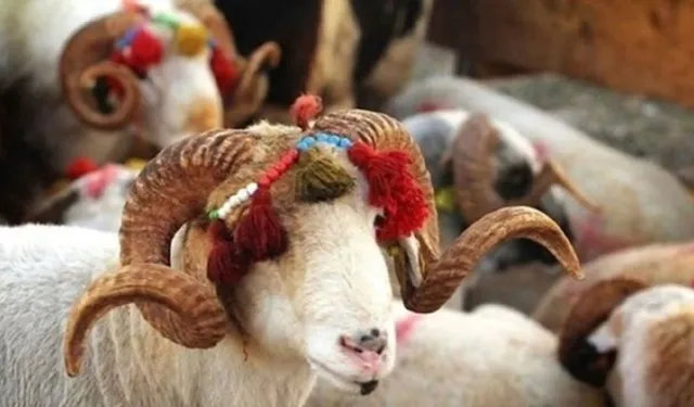 En güzel Kurban Bayramı mesajları: En anlamlı Kurban Bayramı sözleri