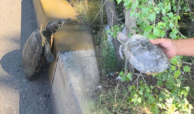 Eskişehir'de trafik ortasında kalan kaplumbağaya duyarlı müdahale