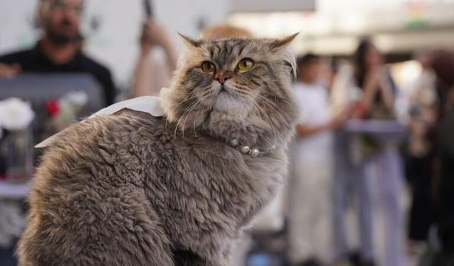Kesilmek üzere toplanan yüzlerce kedi kurtarıldı