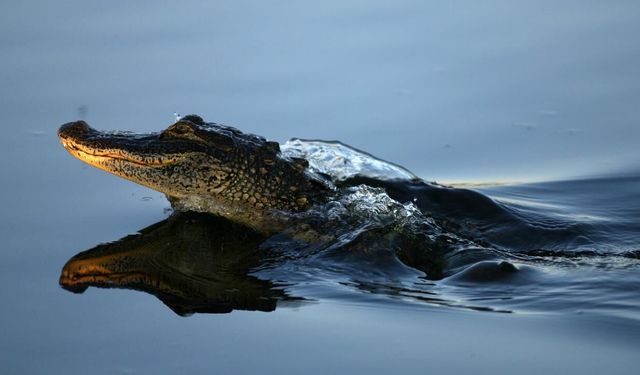 Florida’da dehşet: Nehre giren kadına timsah saldırdı, hayatını kaybetti