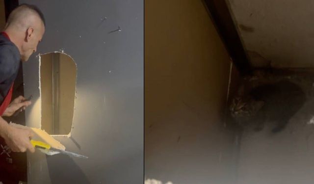 Duvar boşluğunda 3 gün mahsur kalan kediyi iş yeri sahibi kurtardı
