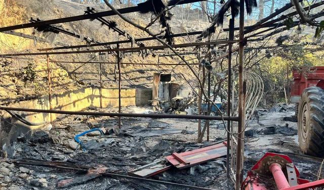 Alanya’da orman yangını muz seralarına sıçradı: 17 hektarlık alan zarar gördü