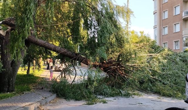 Eskişehir'de Şiddetli rüzgar parktaki ağacı devirdi