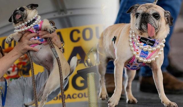 ABD'de düzenlenen "Dünyanın En Çirkin Köpeği" yarışmasını Jennie isimli bir köpek kazandı!
