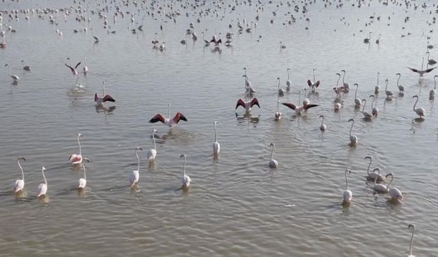 Akşehir Gölü’nde yıllardır özlenen tablo: Flamingolarla renklenen gölde umut büyüyor