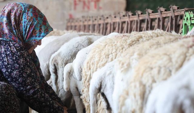 Dağdan gelen koyunlardan elle sağılan süt, kadınların emeğiyle geçim kaynağına dönüşüyor